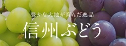 信州ぶどう　シャインマスカット　巨峰