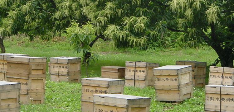 長野県の美味しさが詰まった信州銘菓